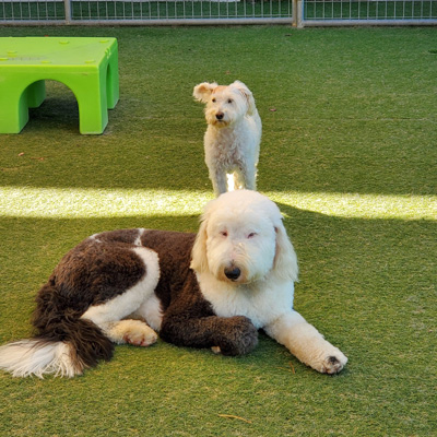 dogs resting at boarding daycare