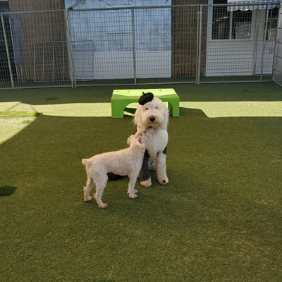 dogs playing at boarding daycare