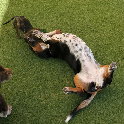 puppy dogs playing outside