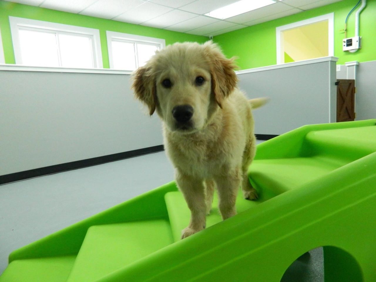 Pet Day Care Jobs Near Me