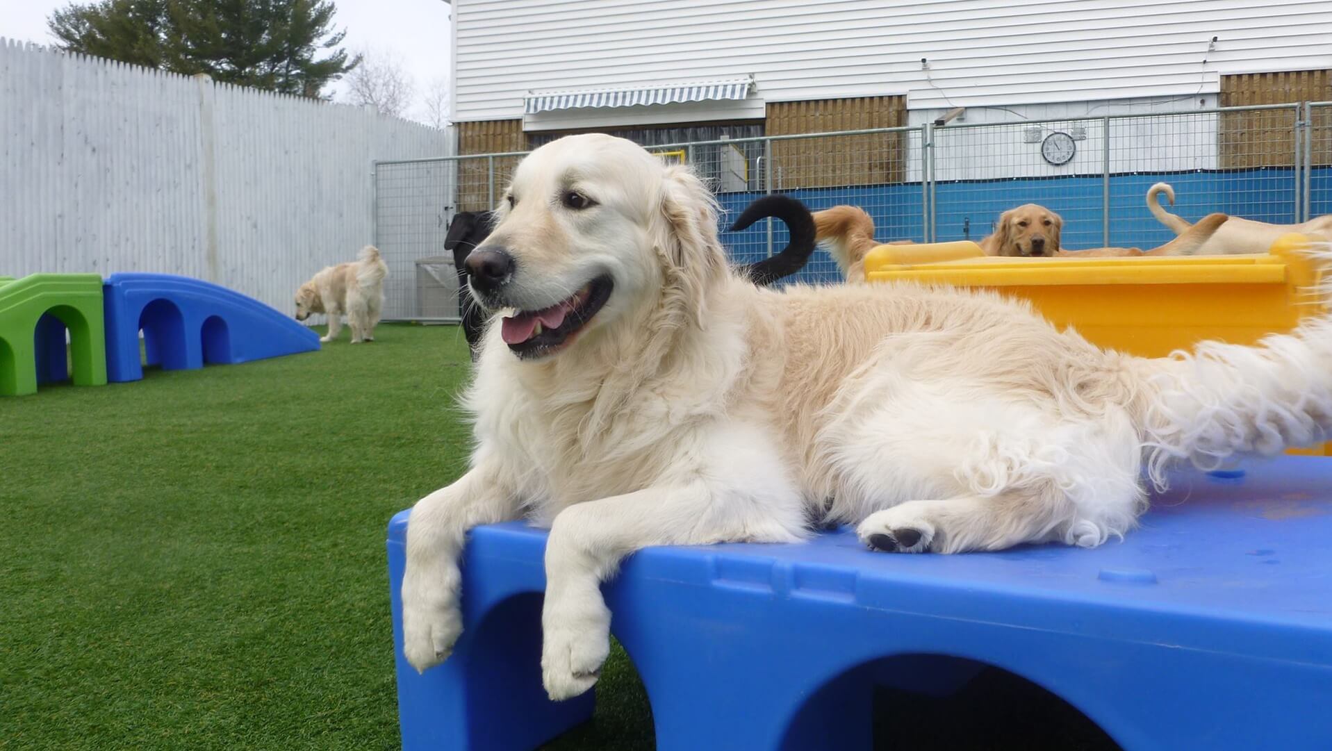 Coastal Canine Resort Signage